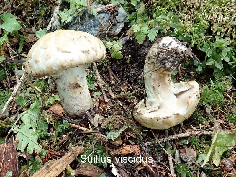 Suillus viscidus-amf312.jpg - Suillus viscidus ; Syn1: Boletus viscidus ; Syn2: Suillus laricinus ; Non français: Bolet gris des mélèzes